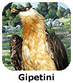 SF Gipetini